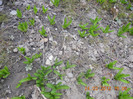 DSCN0250
