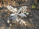 Cineraria