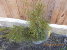 Tuya asteapta plantarea