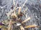 DSCN0259