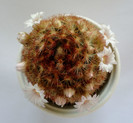 Mammillaria carmenae "rubrispina"