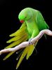 beautiful-parrots1