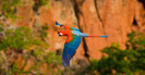 Creative-bird-photography-collection_thumb