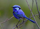 fairywren