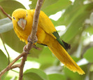 Golden-Conure-Beautiful-bird-photo