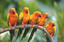 Jurong-Bird-Park-Singapore1