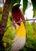 Lesser-Bird_of_Paradise