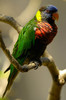 Lorikeet_bird