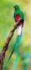 quetzal