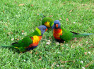 Rainbow Lorikeets
