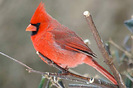 red_cardinal-bird