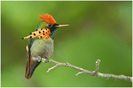 Tufted Coquette - 01