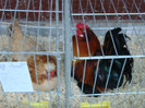 DSC00194