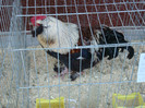 DSC00195