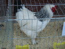DSC00198