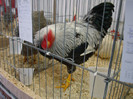 DSC00215