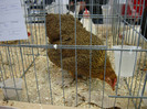 DSC00216