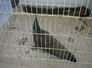 DSC00219