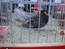DSC00234