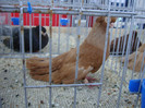 DSC00235