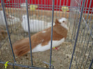 DSC00239