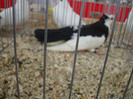 DSC00240