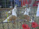 DSC00241