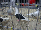 DSC00243