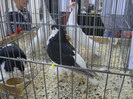 DSC00247