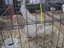 DSC00248