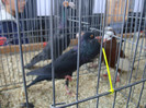 DSC00250