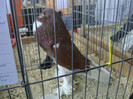 DSC00252
