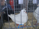DSC00263