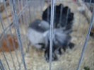 DSC00264