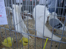 DSC00266