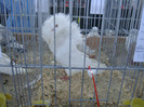 DSC00267