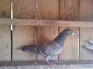 heres florin