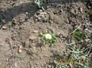Un bumbisor ratacit!