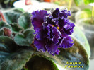 Purple Passion (25-03-2012)