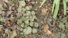 DSCN0222