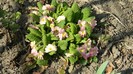 DSCN0258