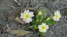 DSCN0259