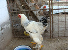 DSC00216