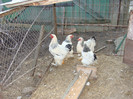 DSC00219