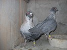 egipteni swift argintii 25.03.2012