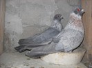 egipteni swift argintii 25.03.2012