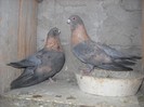 egipteni swift aurii 25.03.2012