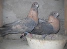 egipteni swift aurii 25.03.2012