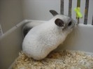 chinchilla mascul caut femela