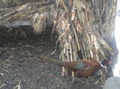 P18-03-12_16.02[2]